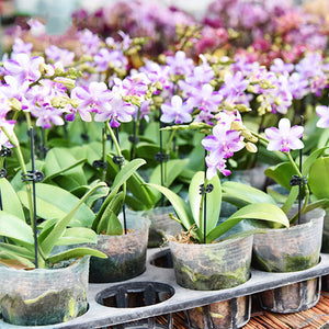 Befestigungsclip für Pflanzenblumen an Stützstangen